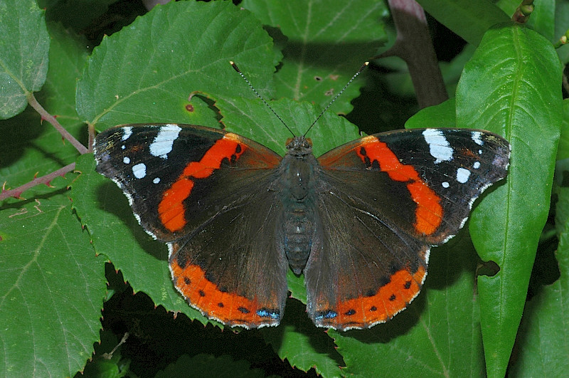 La Vanessa atalanta, la farfalla che supera l'inverno